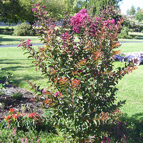 What's In Bloom - Hershey Gardens